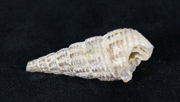 Agatized Gastropod From Morocco - #23541